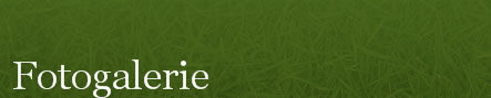 Fotogalerie