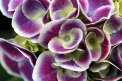 NetObjects Web Design Placeholder